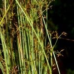 Fimbristylis dichotoma Fruit