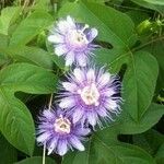 Passiflora incarnata 花