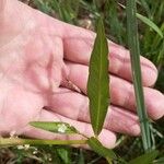 Persicaria mitis पत्ता