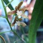 Prosthechea livida Çiçek
