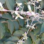 Congea tomentosa Otro