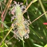 Phleum pratense 花