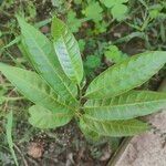 Annona reticulata Лист