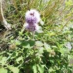 Mentha aquaticaFlower