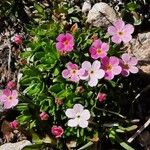 Androsace alpina Çiçek