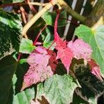 Acer davidii Feuille