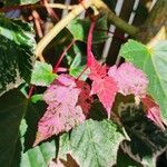 Acer davidii পাতা