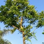 Schizolobium parahyba Hábito