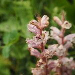 Orobanche alba Bloem