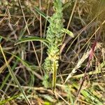 Meiosperma bracteatum Φύλλο