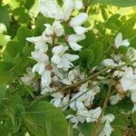 Robinia viscosa Kvet