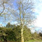 Platanus × hispanica Habitat