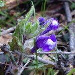 Scutellaria tuberosa Hábito