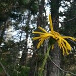 Arnica montana Fleur