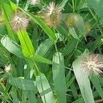 Setaria verticillata Blatt