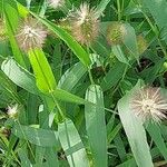 Setaria verticillata Φύλλο