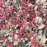 Sedum andegavense 花