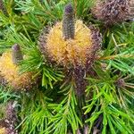 Banksia spinulosaYaprak