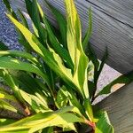 Solidago sempervirens Folla