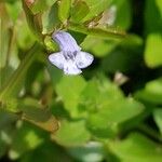 Lindernia dubia Flower