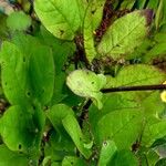 Cobaea scandens Leaf