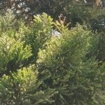 Araucaria cunninghamii Folha