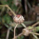 Trifolium nigrescens Ffrwyth
