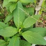 Phytolacca octandra Hoja