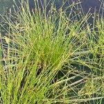 Eleocharis acicularis Hoja