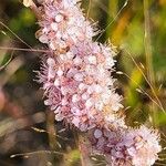 Spiraea tomentosa Virág