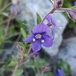 Veronica fruticans Blomma