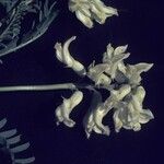Astragalus racemosus