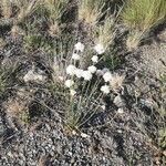 Armeria arenaria Elinympäristö