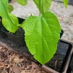 Plukenetia volubilis Leaf