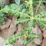 Boswellia sacra Leaf