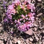 Saponaria pumila Flower