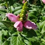 Chelone obliqua Fiore