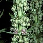 Frasera speciosa Flor
