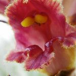 Orobanche variegata 其他