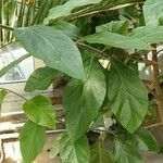 Juanulloa mexicana Hoja