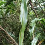 Cordyline mauritiana Φύλλο