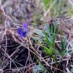 Viola pedatifida Vivejo