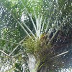 Dypsis decaryi Blomst