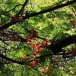 Delonix regia Blüte