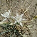 Pancratium maritimum Květ