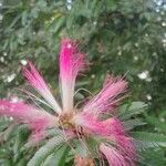 Calliandra surinamensis Květ