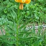 Lilium carniolicum Habitus