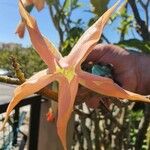 Brugmansia versicolorFlor