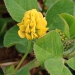 Medicago lupulina Blüte