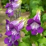 Maurandya barclayana Flor